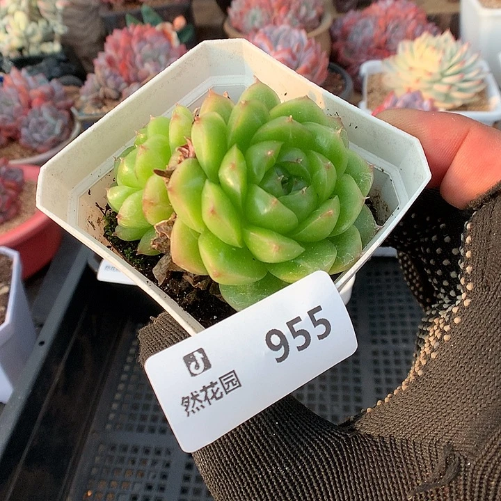 955麦秆多肉植物6666