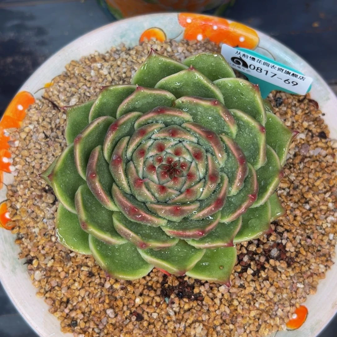 多肉一物一拍0817-69
