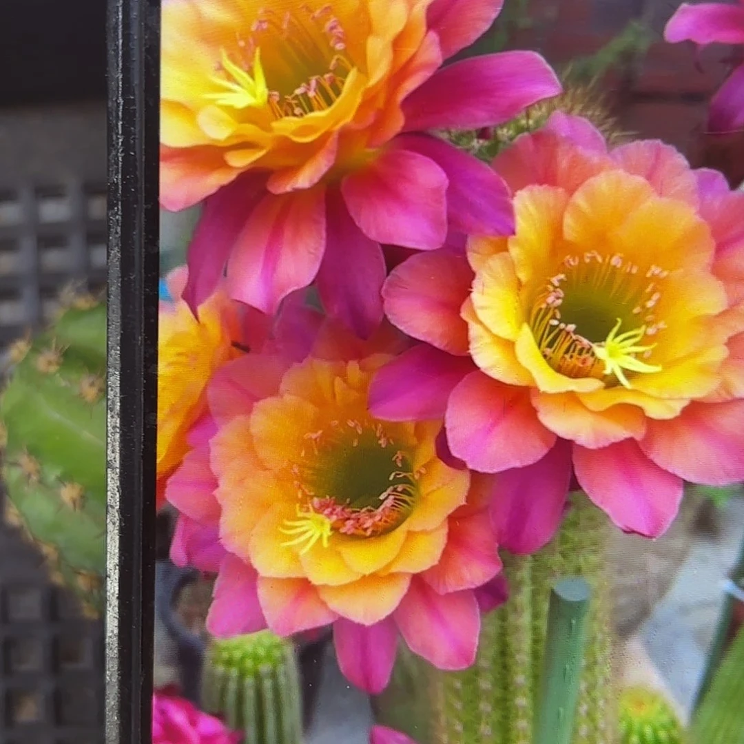 时光金妞侧牙20包邮16