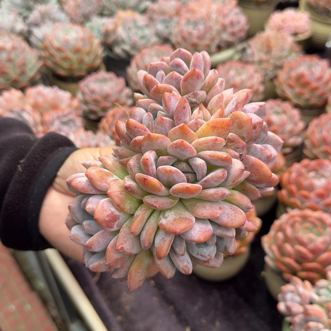 麦***。精美六头，专拍链接。