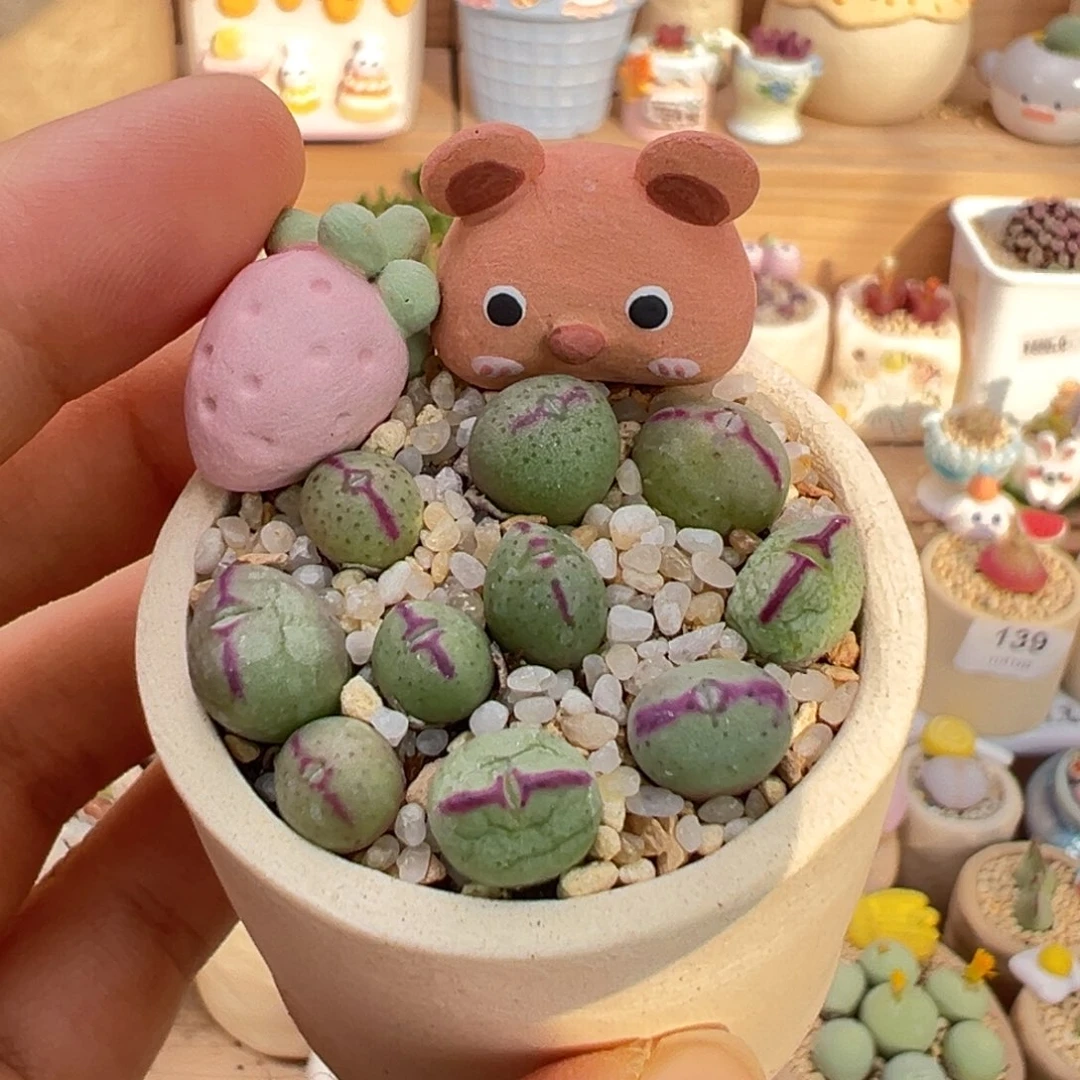 多肉植物15号少将