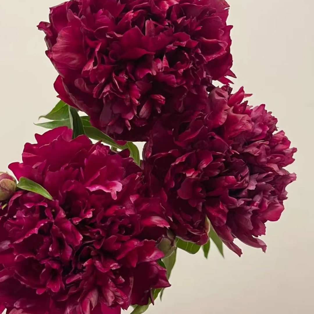 【黑亮点】芍药裸根 庭院花卉