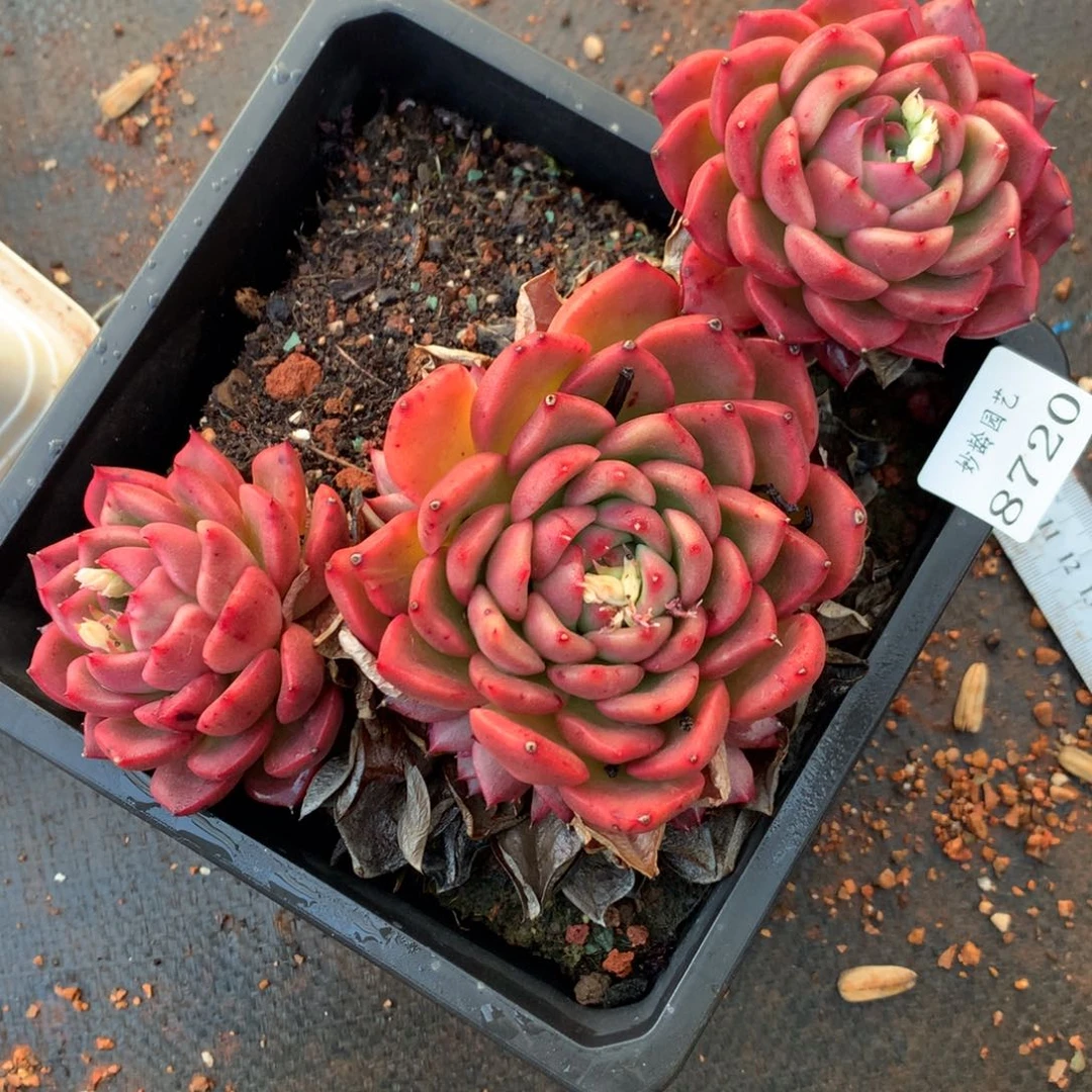 8720杂交多肉老桩