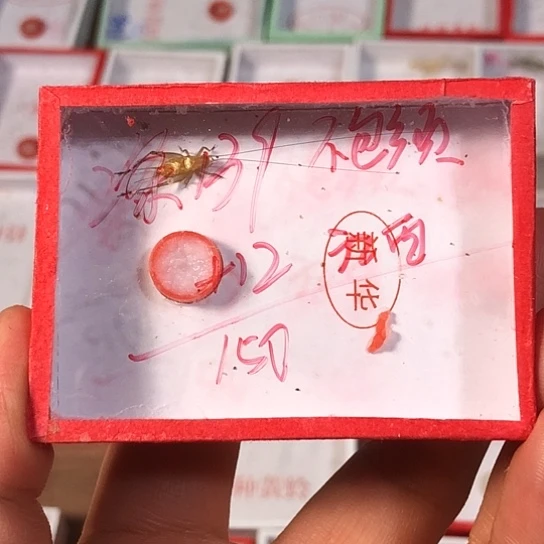 佛***茶蟋蟀3333333333333333333