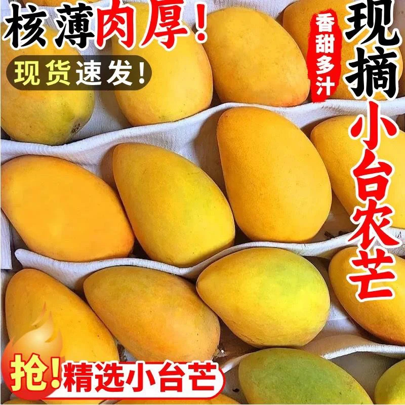 CX海南小台芒新鲜小台芒当季水果现摘芒果时令水果芒果