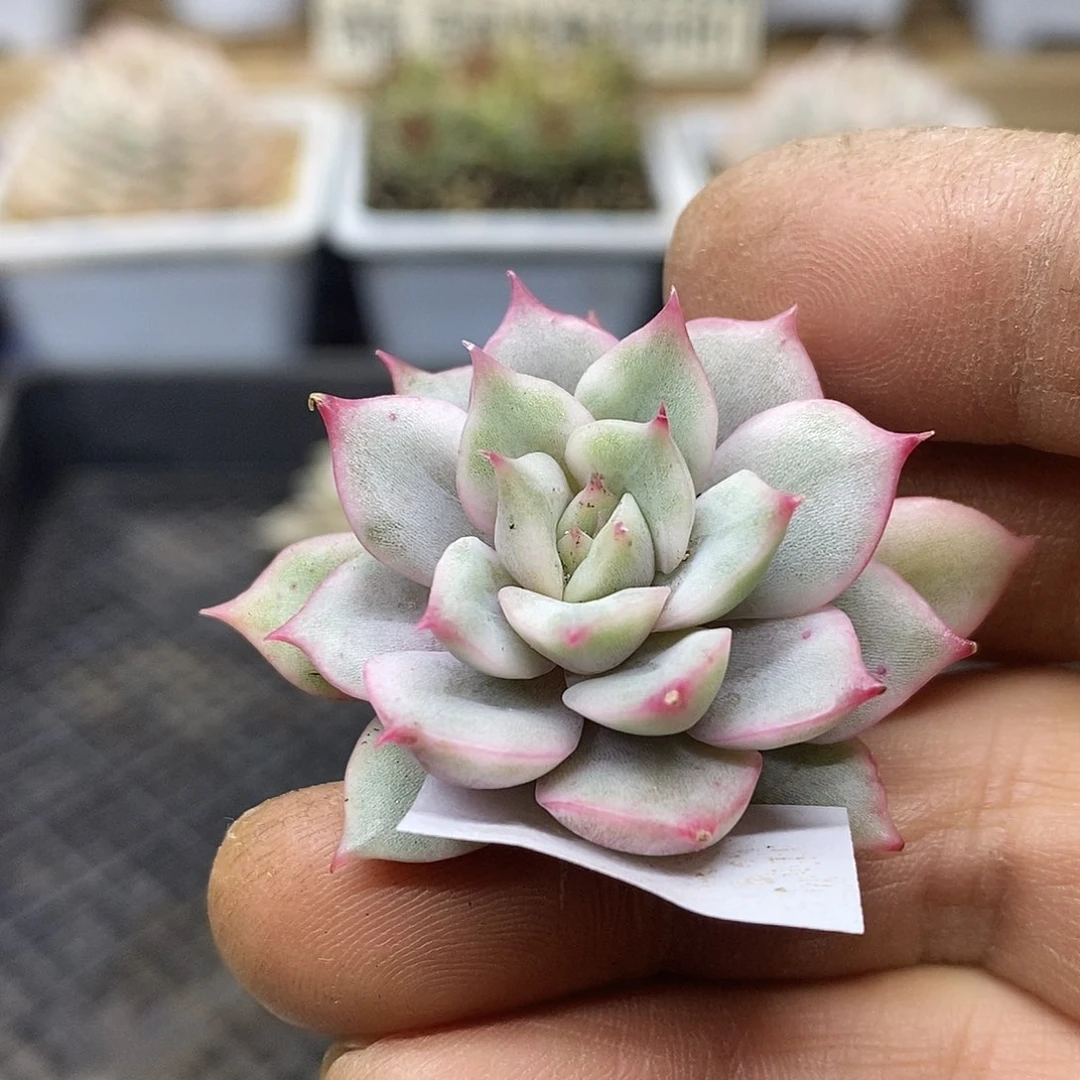 13129 粉爱丽覆轮锦头盖