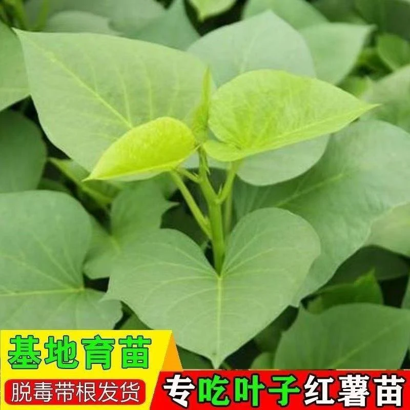 专吃叶子地瓜苗红薯叶种苗福薯18号新鲜地瓜叶番薯叶种苗种子老茎