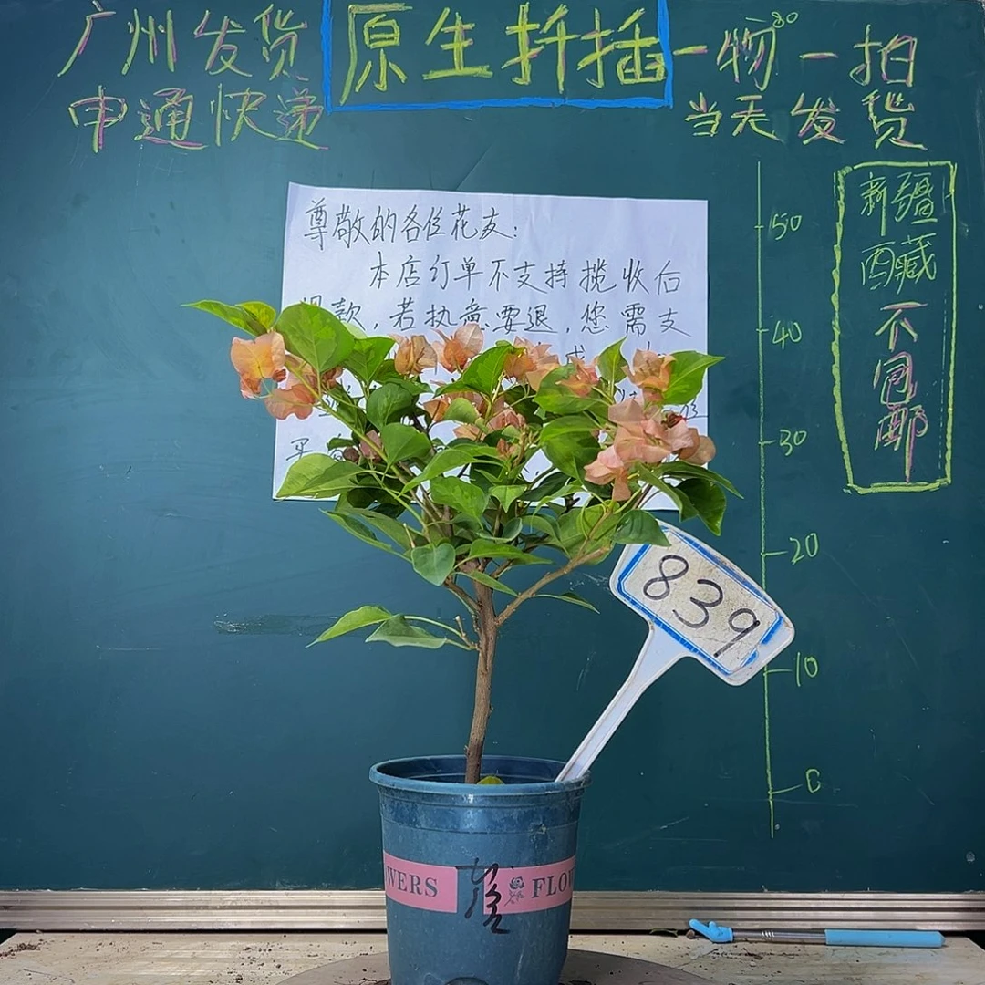 当前无花栽培后可以开花  落日  839