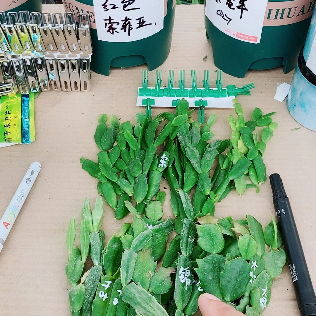 迎***松无花朵叶片福利一物一拍