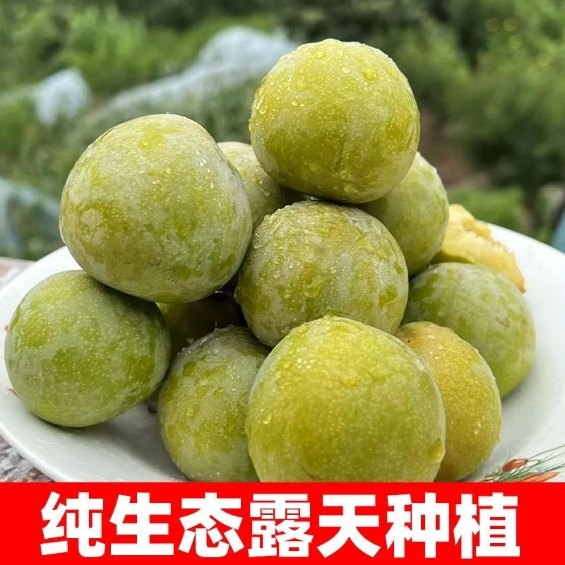 FH脆骨李青李子青脆李当季新鲜孕妇奈李子水果现摘酸甜