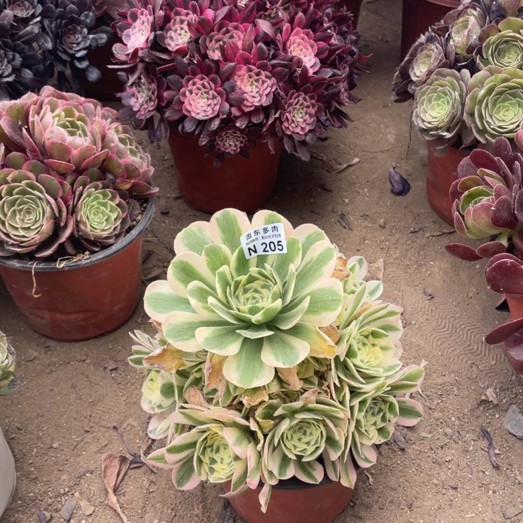 205迈巴赫多肉法师断枝不包