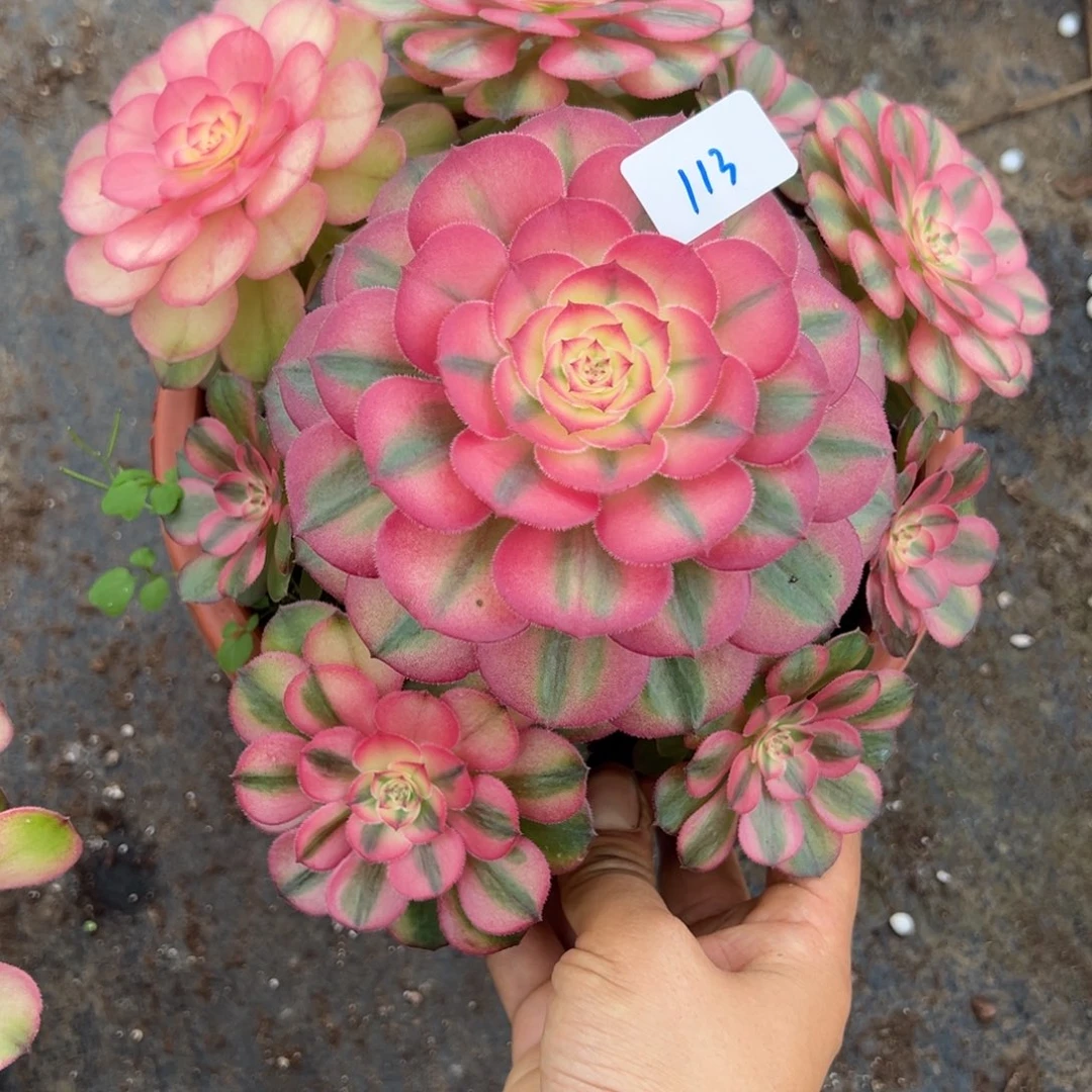 113荔枝炖肉植物洗衣