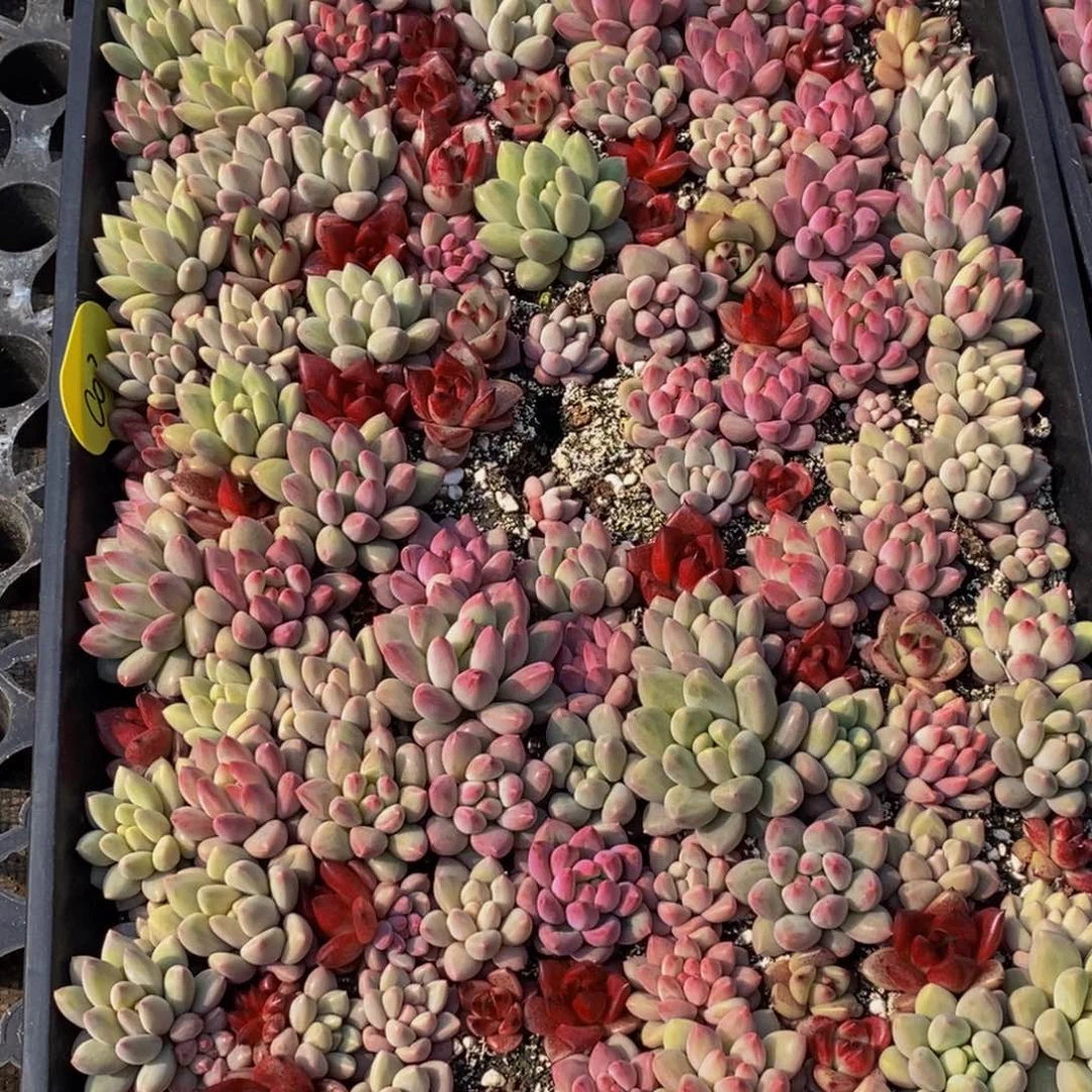 满**辰488多肉植物保护研究所所长