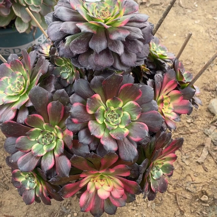 无花朵427多肉植物烟花