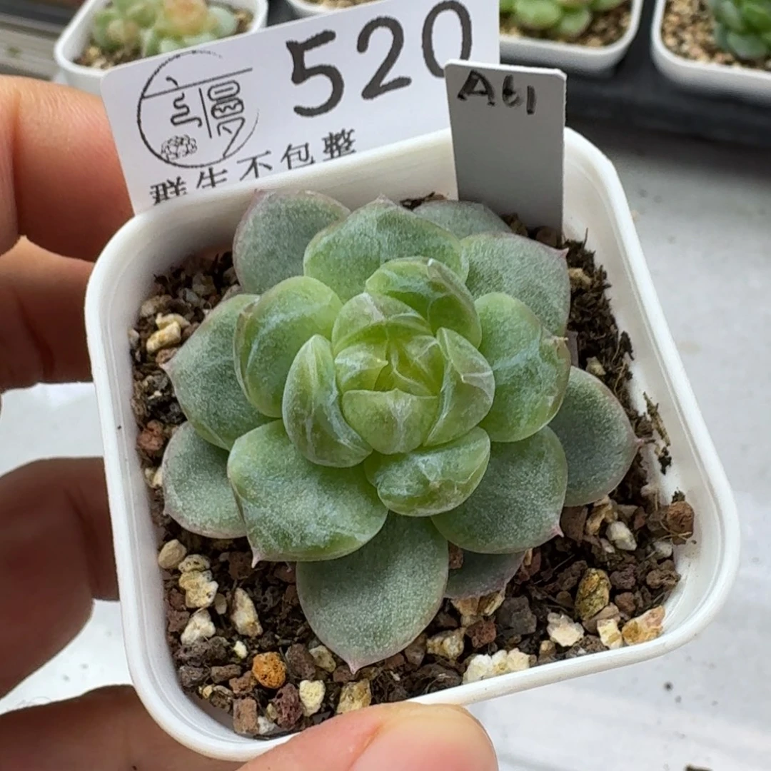 如图519优选麦芽糖61一颗