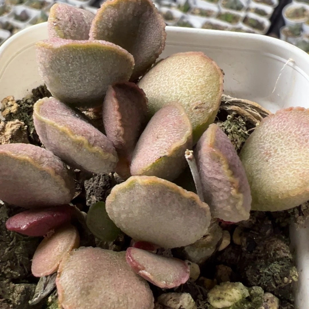 凤羽多头纯木质桩多肉植物