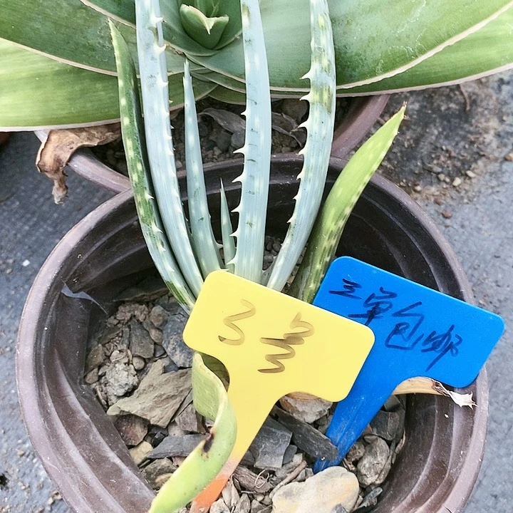 【闪购商品】无花朵海来芦荟