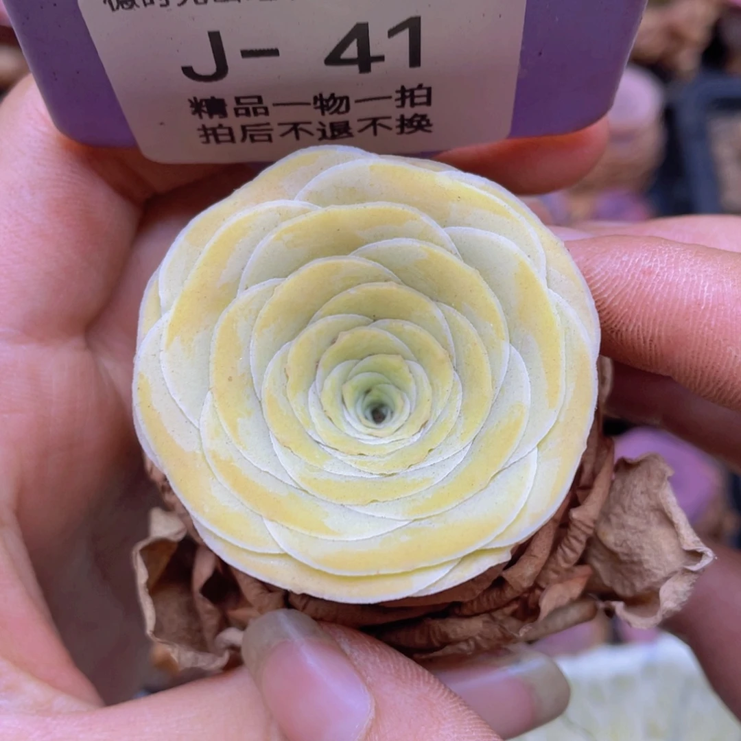 小***妮山地玫瑰J41满38包邮裸根发货
