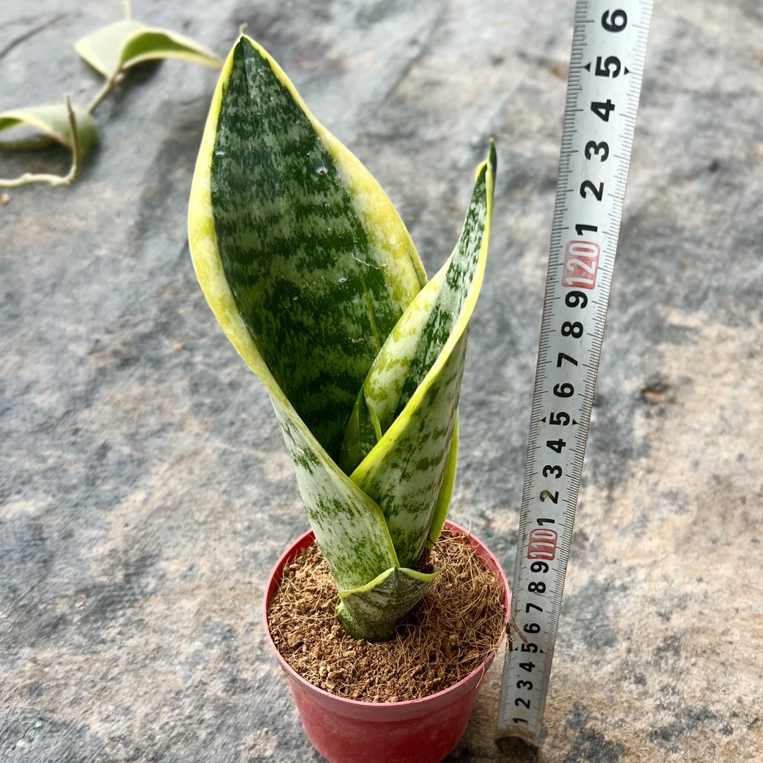 网红绿植金边矮脚虎皮兰室内吸甲醛防辐射好养可水培土培