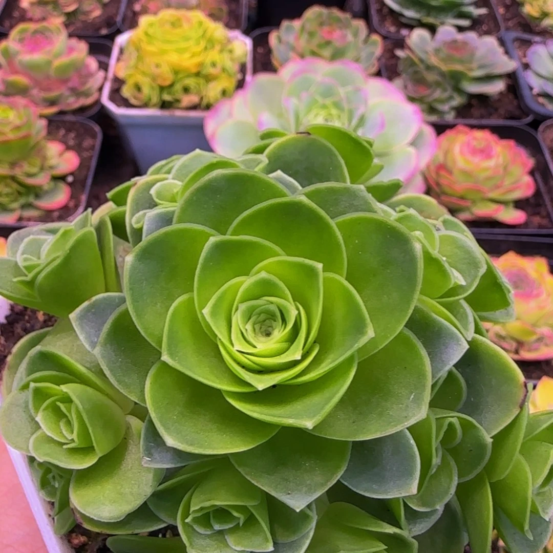 初晨捧花21343564646767683