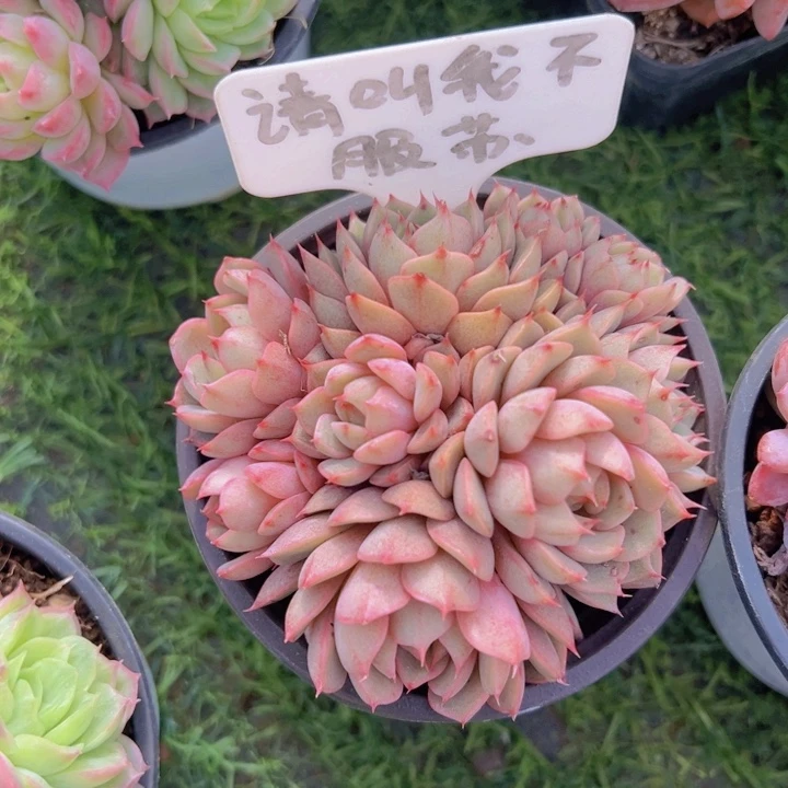 健健康康平平安安