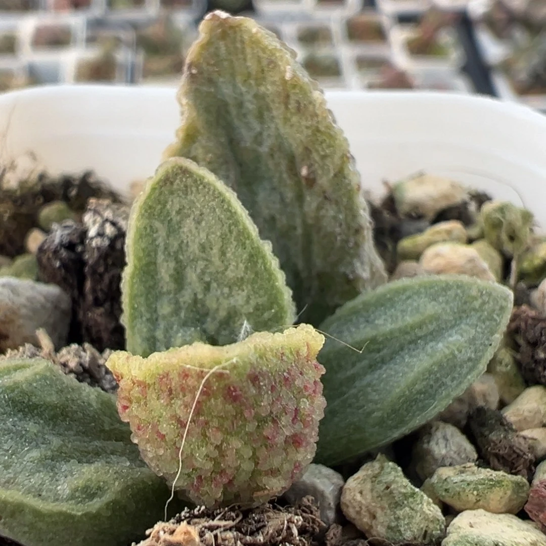 福利款绿皮母叶可能会消耗