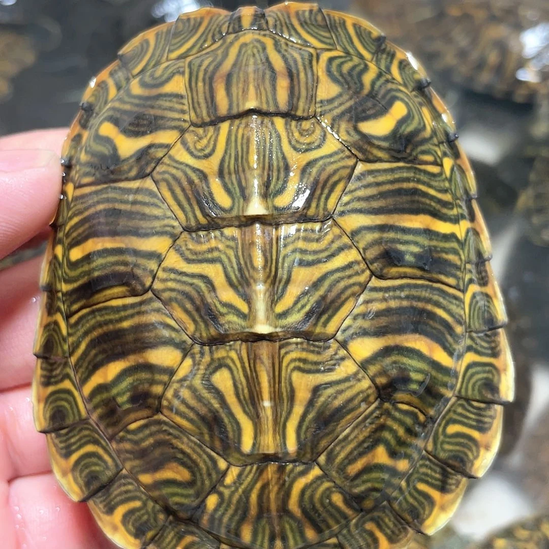 宠物龟不分公母8.5