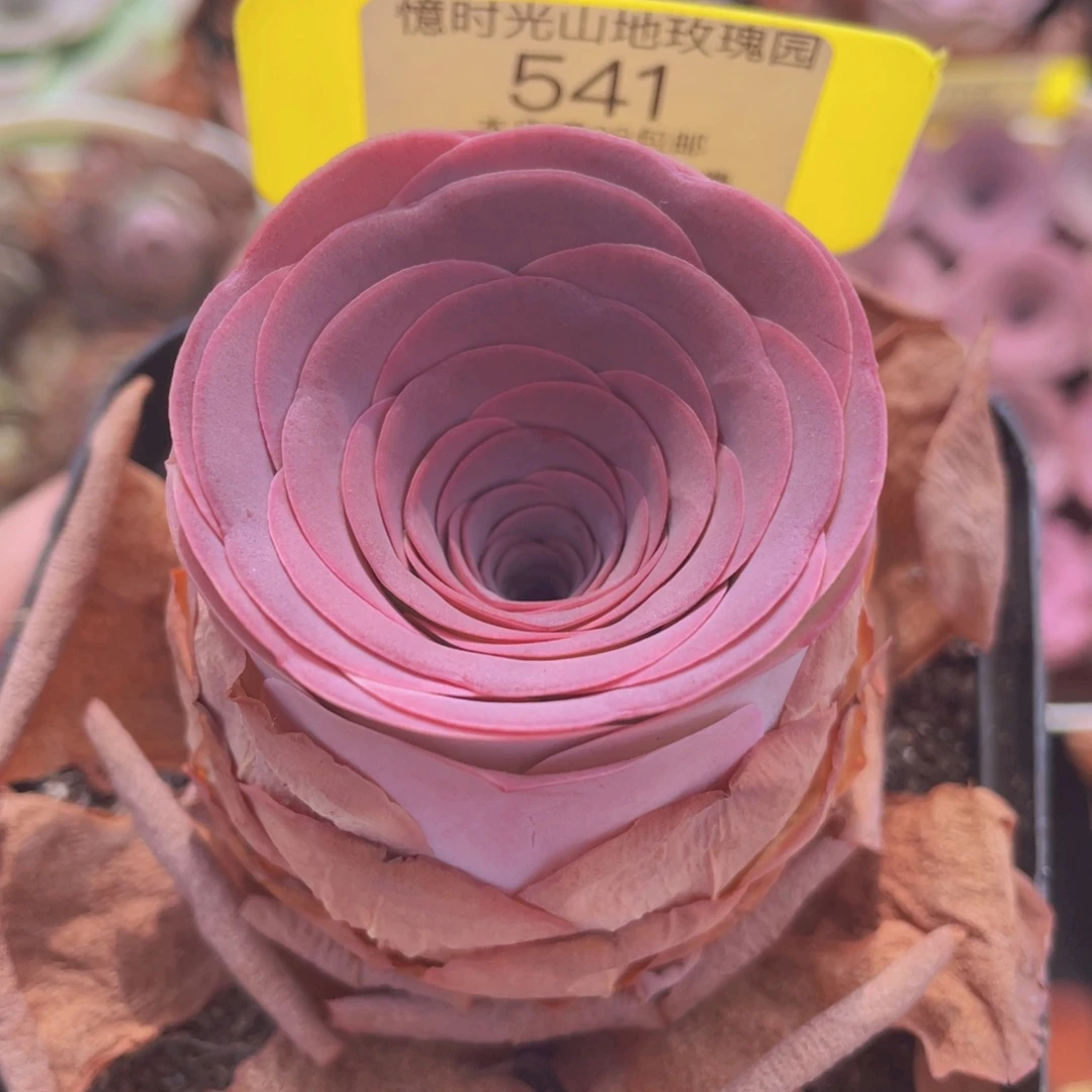 山地玫瑰541满38包邮裸根发货