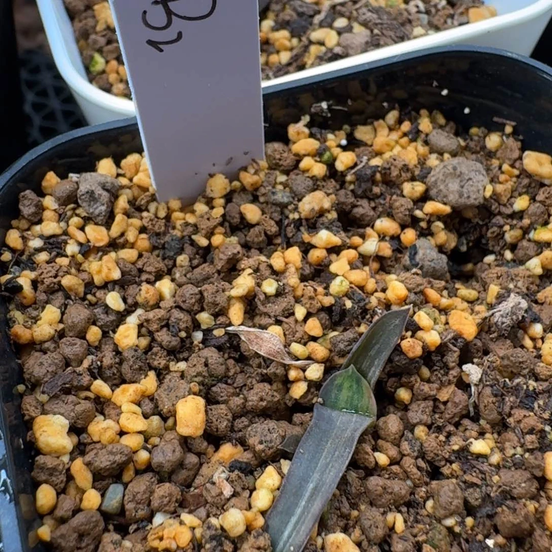 卧牛锦侧芽b2hhh