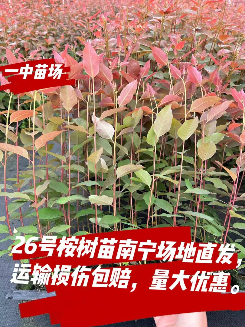 26号速生桉树苗快速生长乔木绿化经济林木材