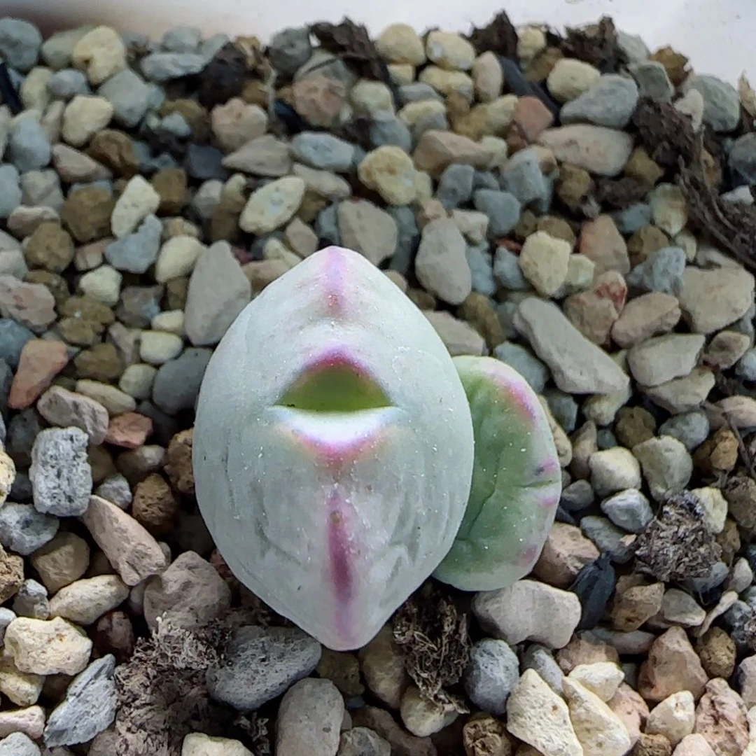 2-22-6-4当天满58包邮雷神杂脱土