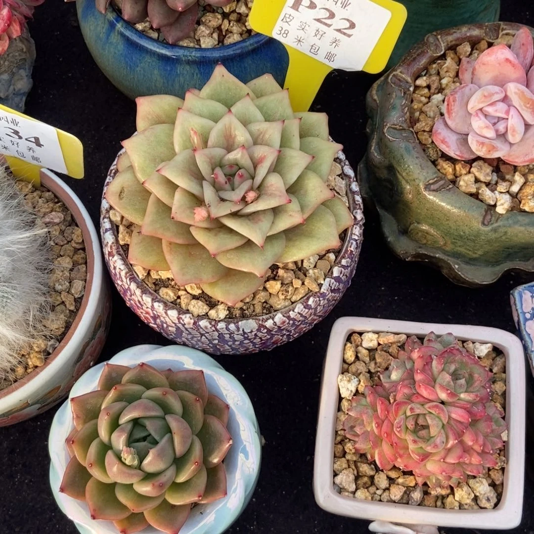 五**记多肉植物1111111