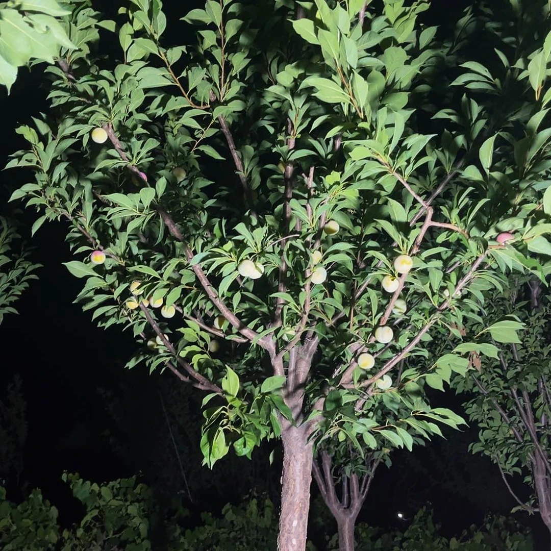 无花朵李子树一棵包邮到家