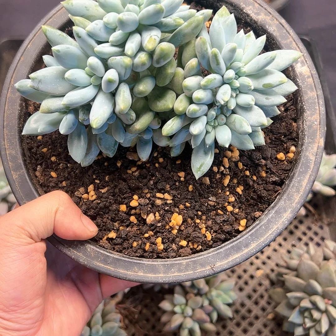 【闪购商品】海豚图哥特缀化