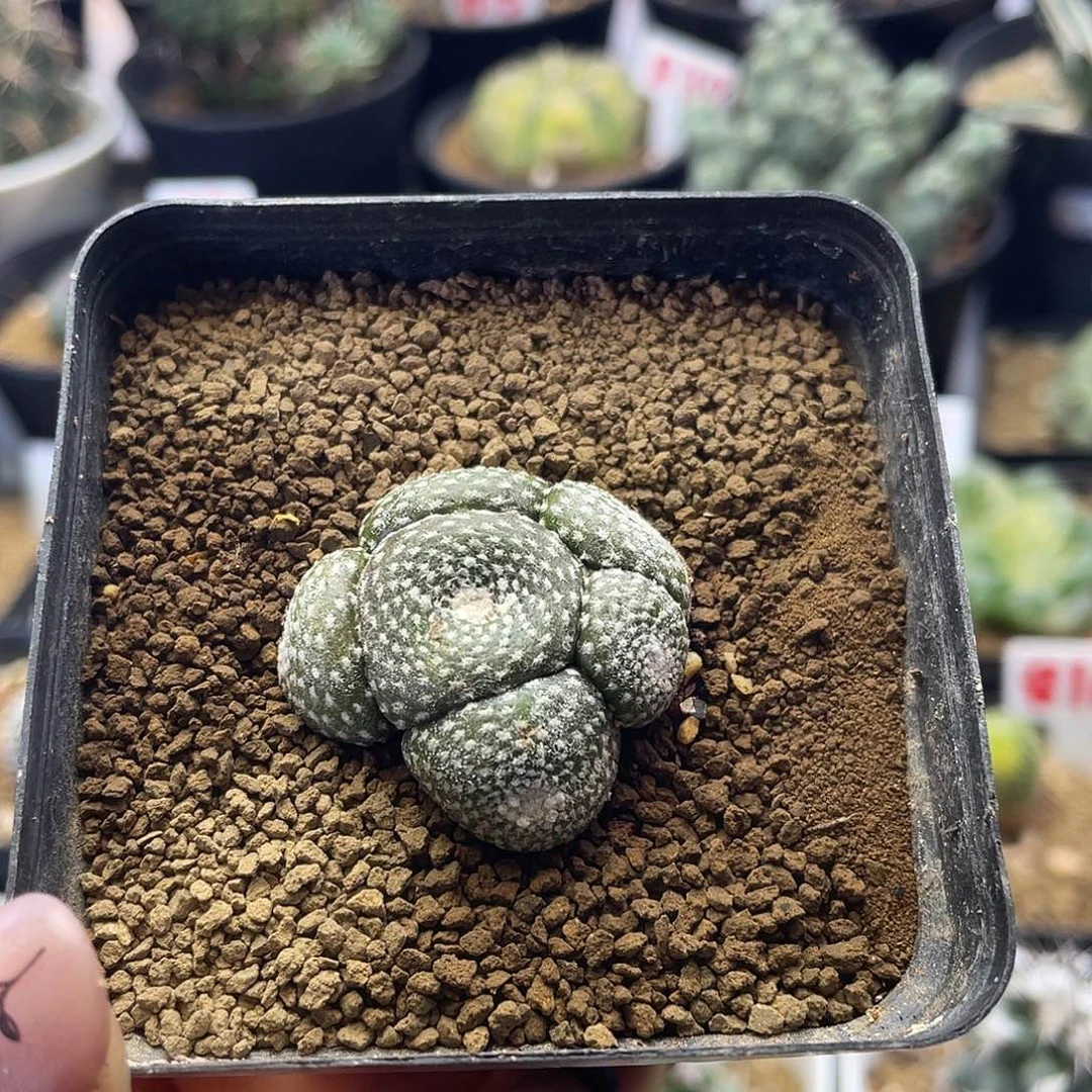 6头松露玉的仙人球