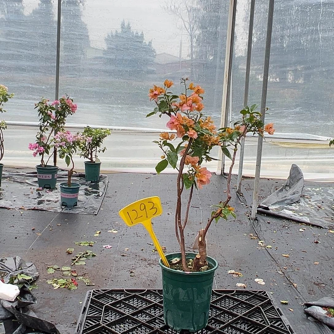 完全开放金发女郎 原生小树头 1293