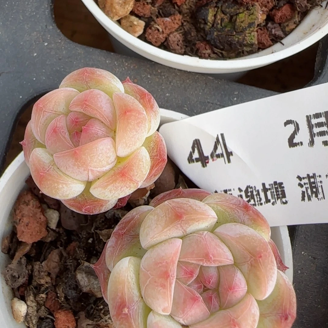 花语逸境0214-44