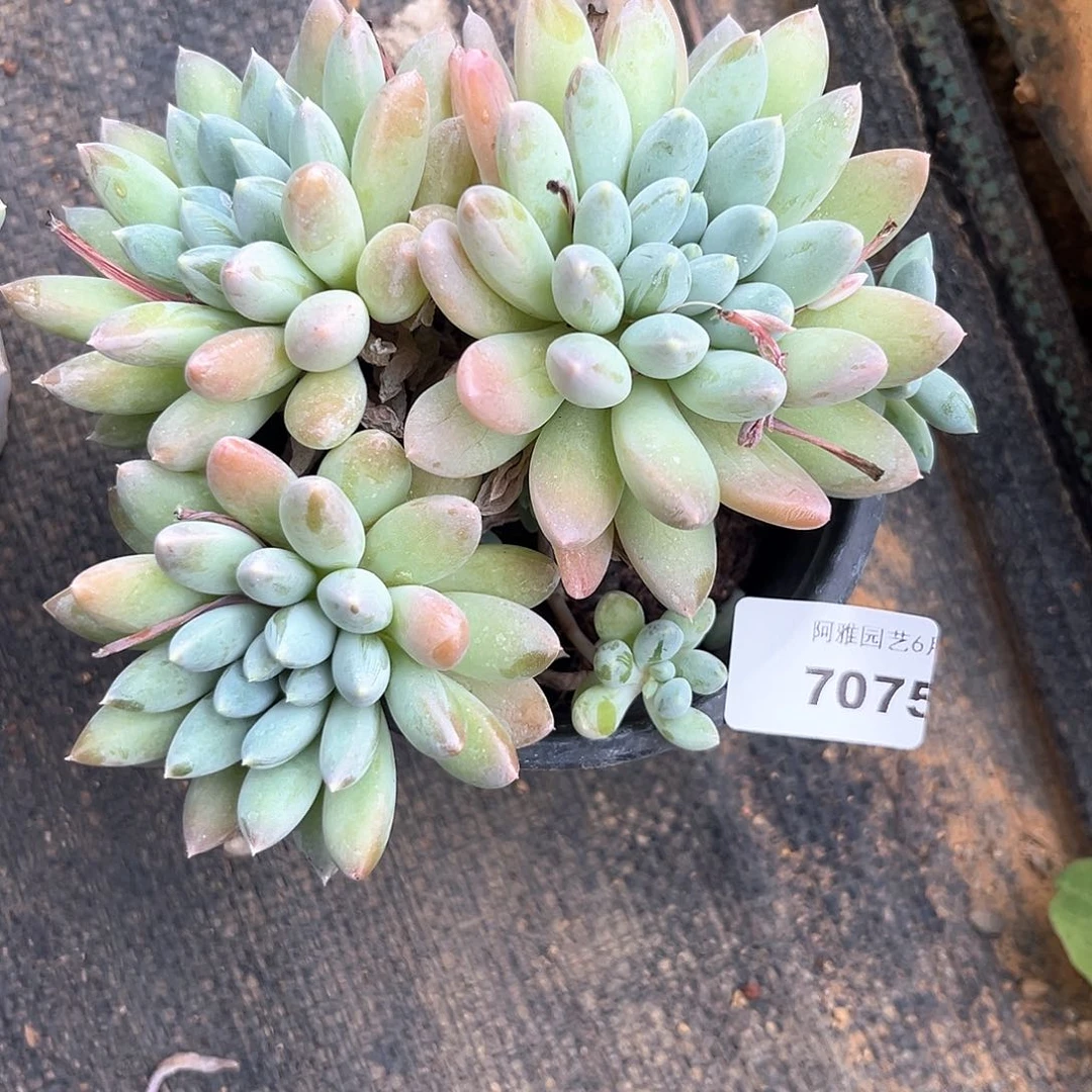 阿雅园艺。    7075奶糖