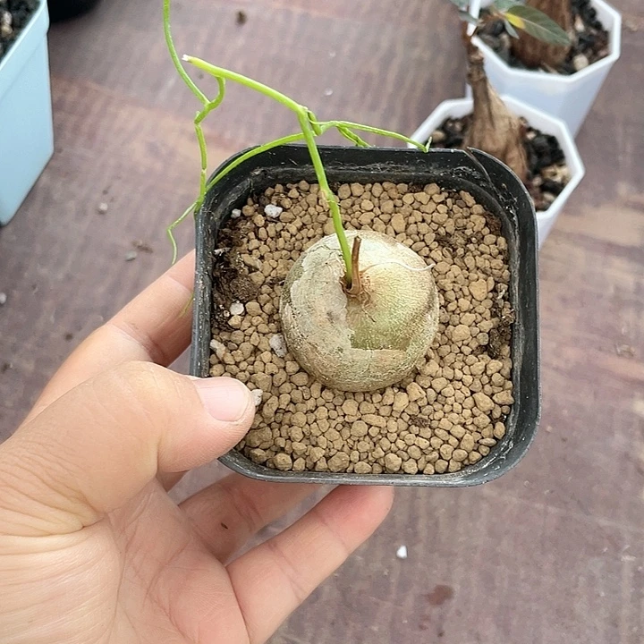 027大型仓角殿块根
