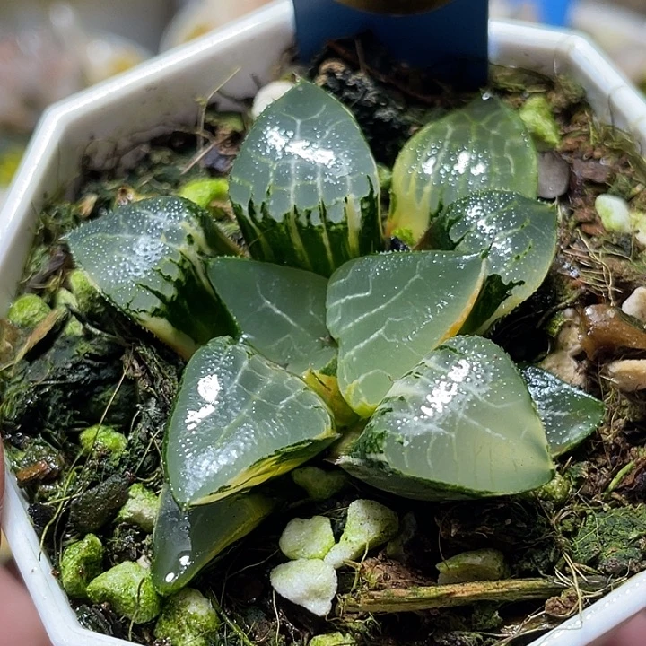 600冰河锦福利一物