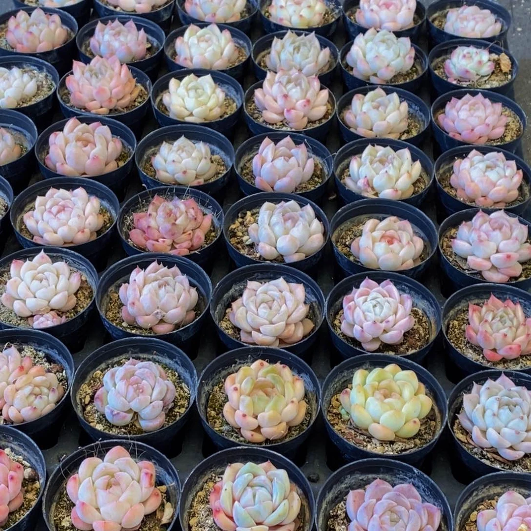 104多肉植物保护研究所所长助理研究员