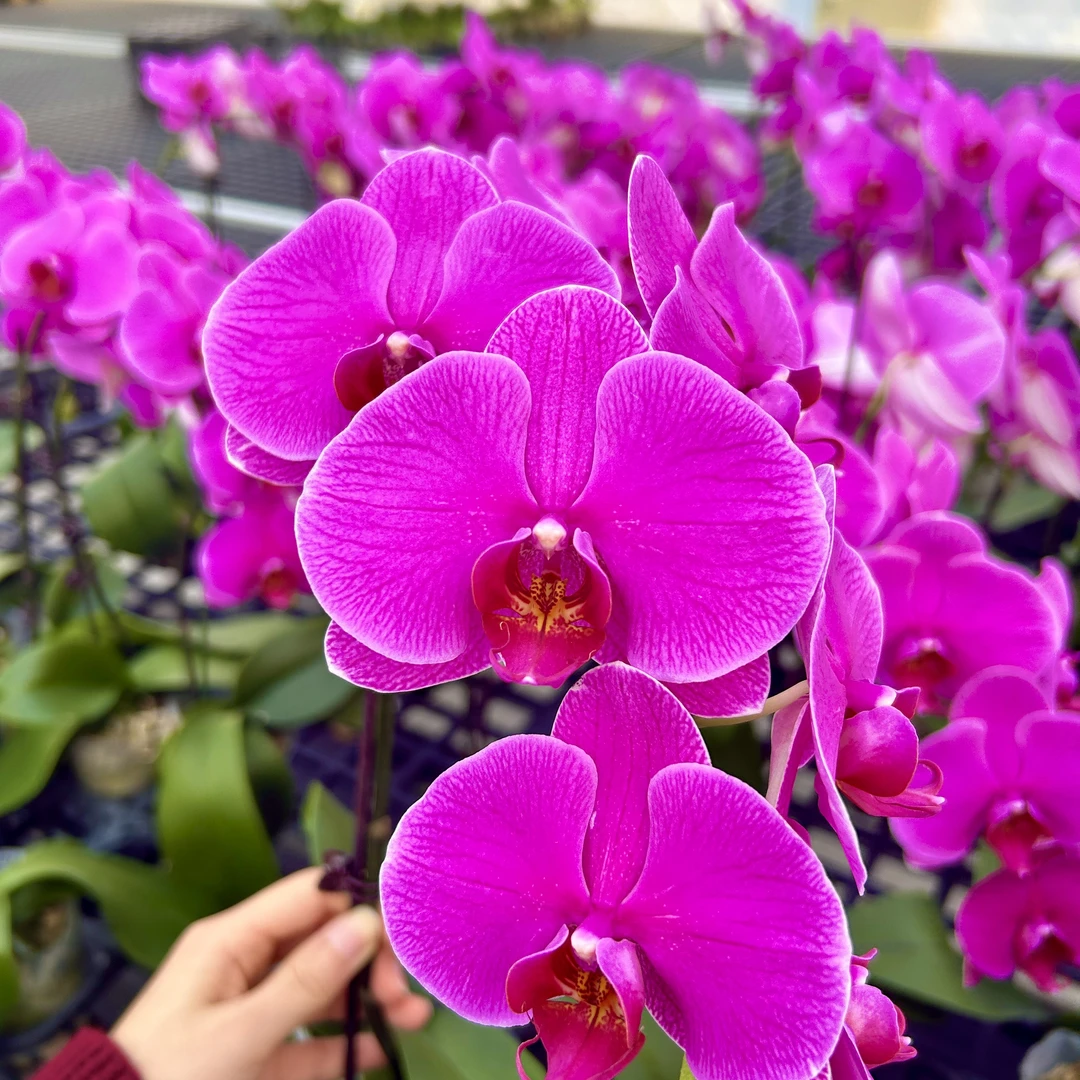 【恭喜】蝴蝶兰 紫色系经典年宵花大花 好看耐养 送人送礼