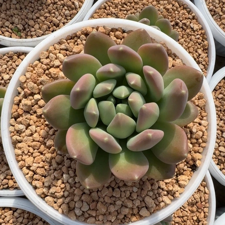 冰河世纪 单头  一物一拍