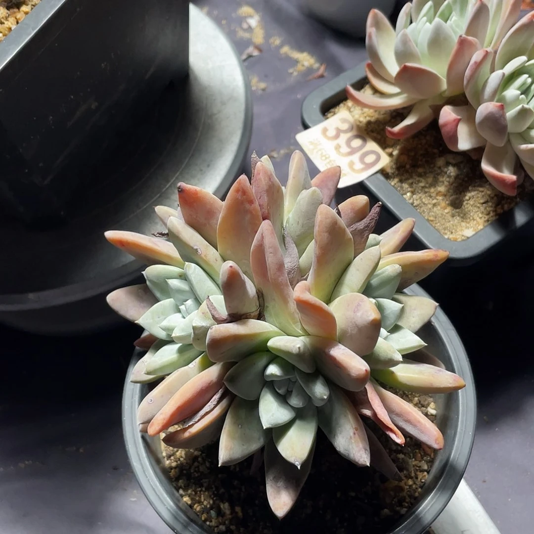 ?****?宽叶初霜苹果叶仙女杯