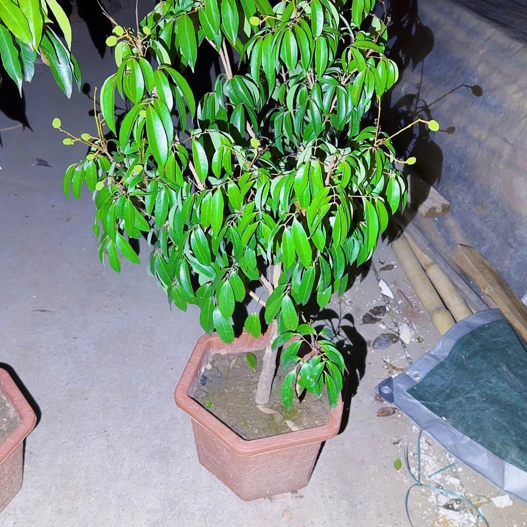 无花朵A***℡果树11111111111