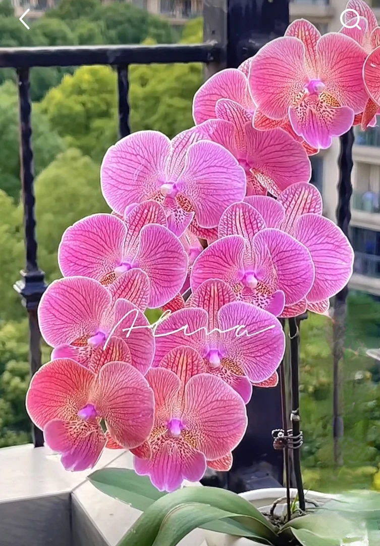 聚宝美人鱼3.5寸杯（没花剑）