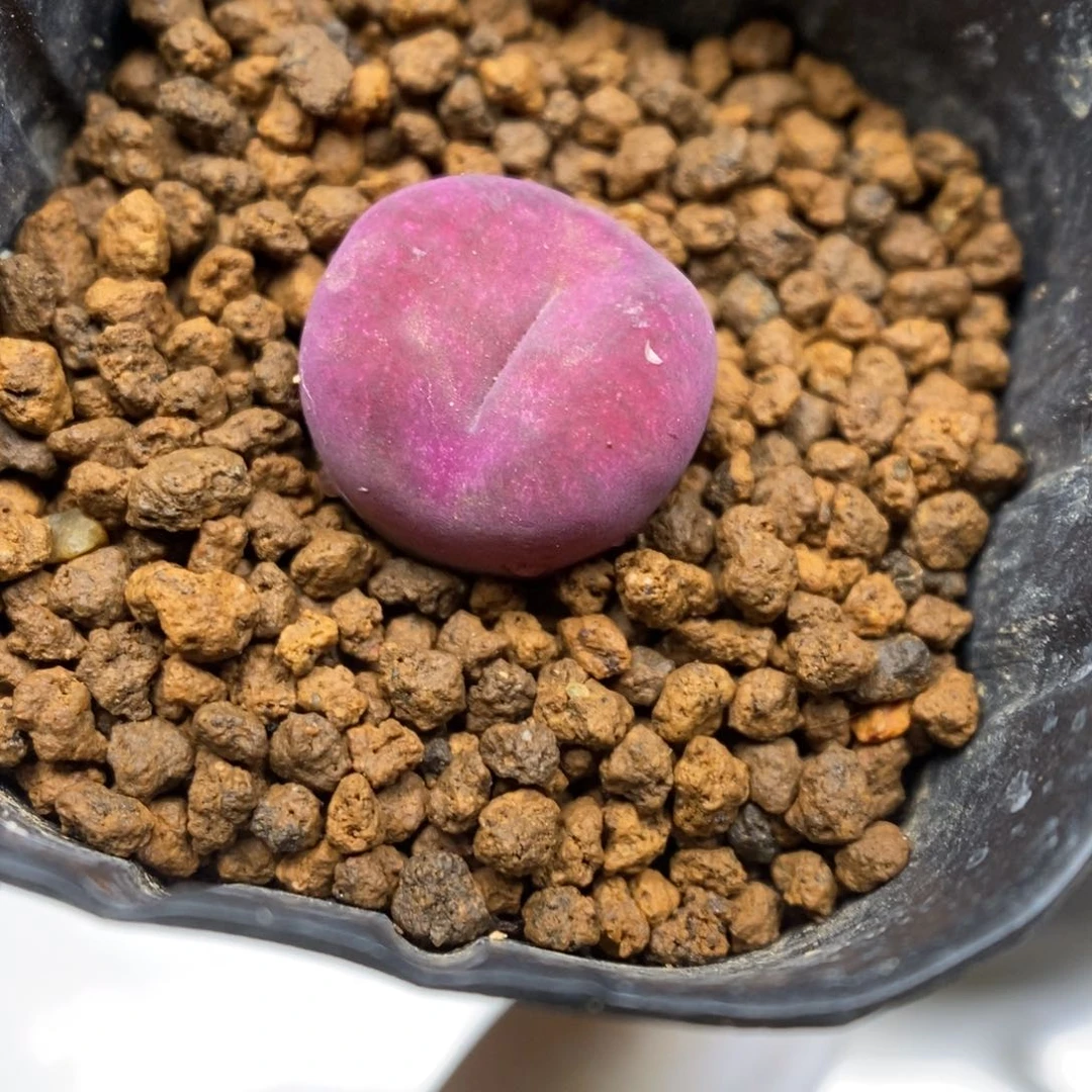 多肉植物肉锥杂交K-5133