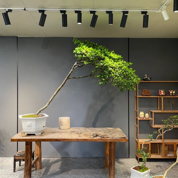 良田｜海岛大飘老桩栀子花茶室茶空间意境飘枝款