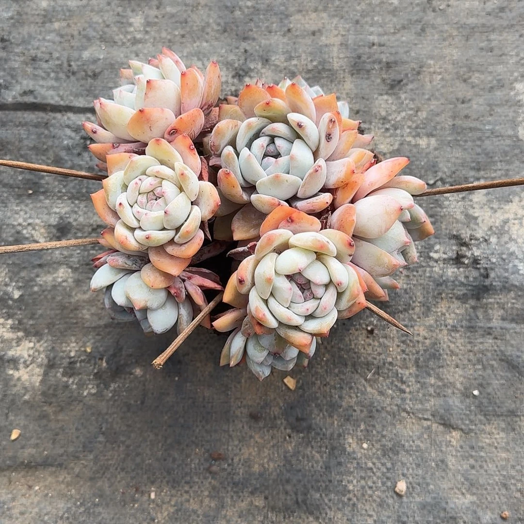 三*三米-石榴籽多肉 00000000