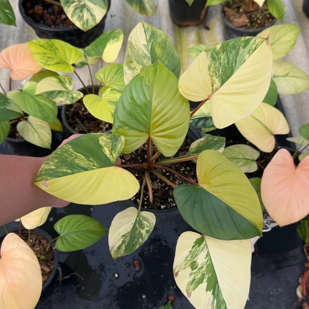 4-1219泰国发货千年健黄锦